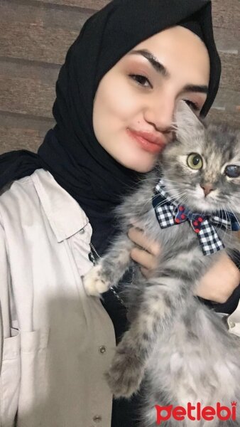 İran Kedisi (Persian), Kedi  Pamuk fotoğrafı