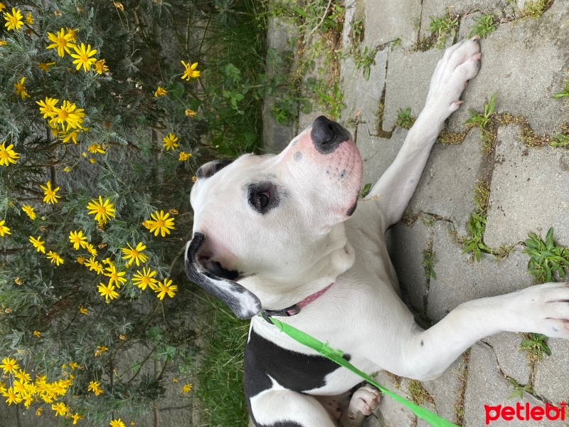 Amerikan Staffordshire Terrier, Köpek  Simba fotoğrafı