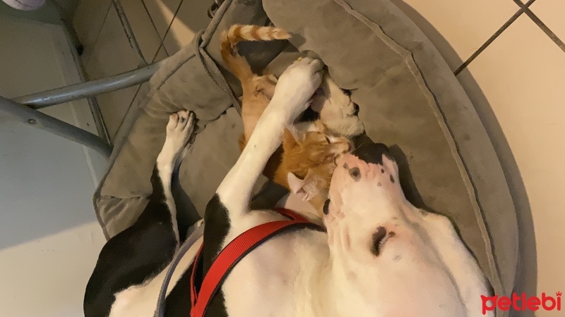 Amerikan Staffordshire Terrier, Köpek  Simba fotoğrafı