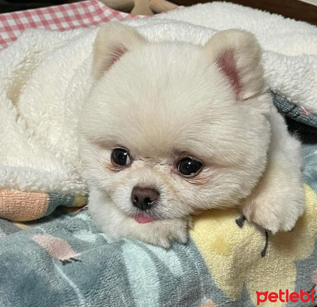 Pomeranyalı, Köpek  Koko fotoğrafı