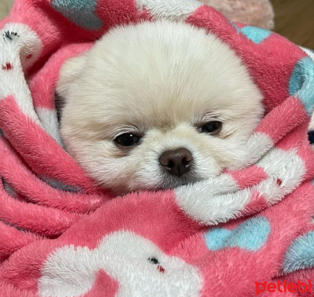 Pomeranyalı, Köpek  Koko fotoğrafı