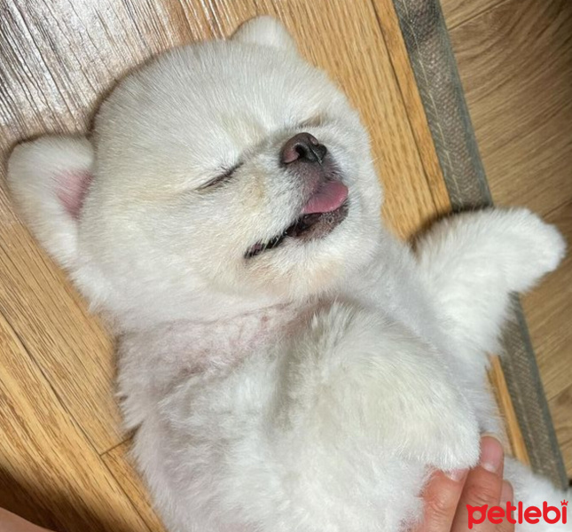 Pomeranyalı, Köpek  Koko fotoğrafı