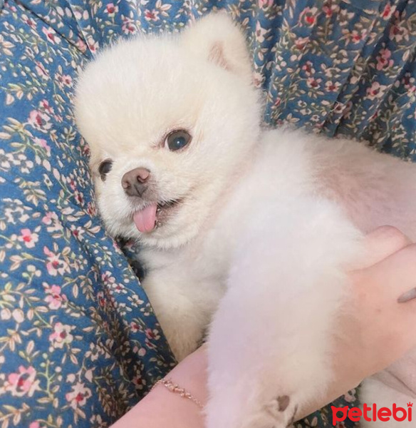 Pomeranyalı, Köpek  Koko fotoğrafı