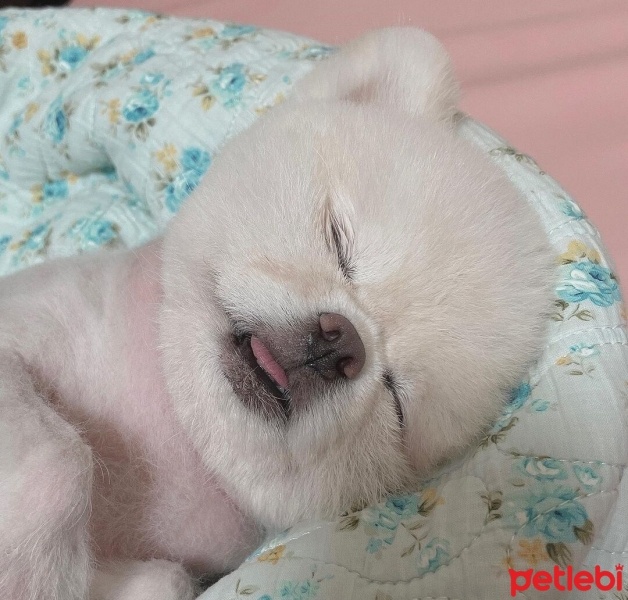 Pomeranyalı, Köpek  Koko fotoğrafı