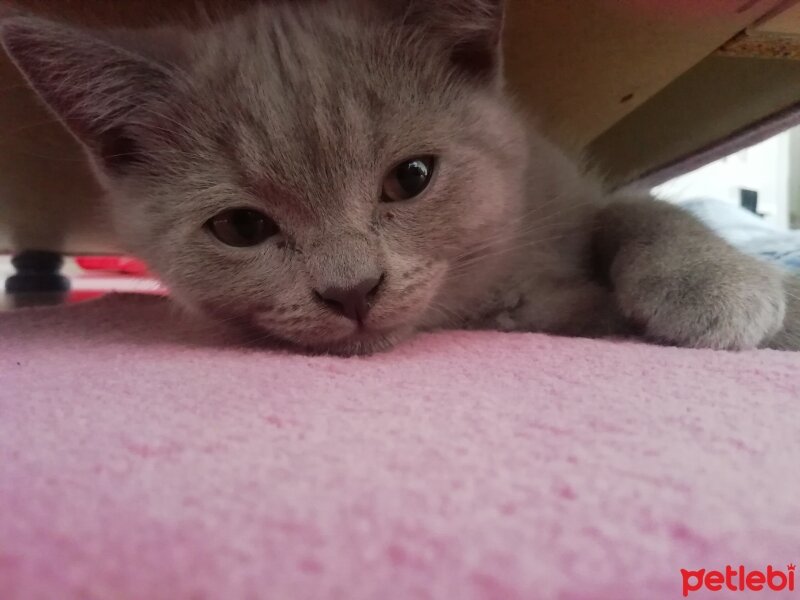 British Shorthair, Kedi  Haydut fotoğrafı