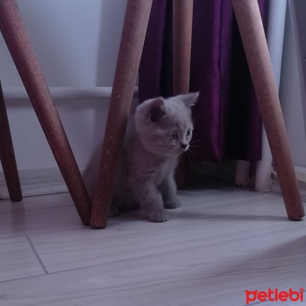 British Shorthair, Kedi  Haydut fotoğrafı