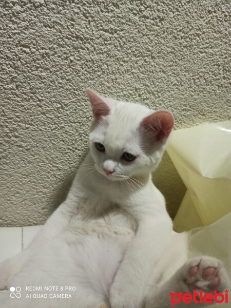 British Shorthair, Kedi  Kaymak fotoğrafı