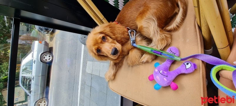 İngiliz Cocker Spaniel, Köpek  Boyoz fotoğrafı