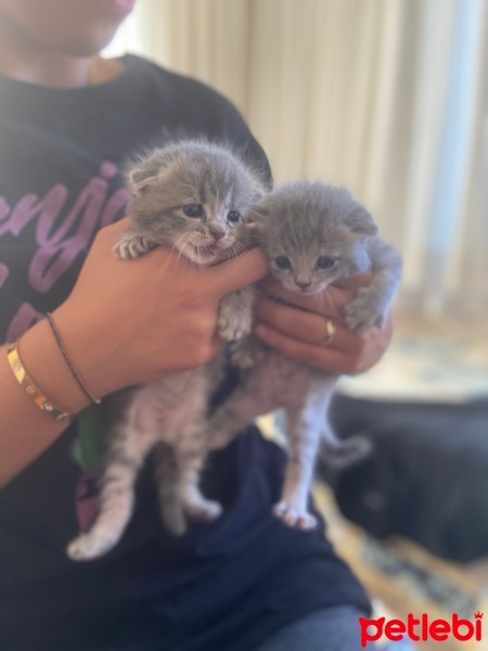 Scottish Fold, Kedi  scottish fold fotoğrafı