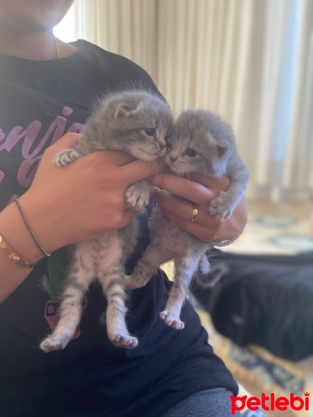 Scottish Fold, Kedi  scottish fold fotoğrafı