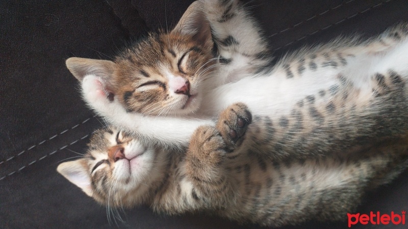Tekir Kedi, Kedi  bayram ve sütlaç fotoğrafı