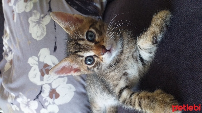 Tekir Kedi, Kedi  bayram ve sütlaç fotoğrafı