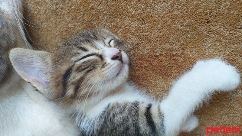 Tekir Kedi, Kedi  bayram ve sütlaç fotoğrafı