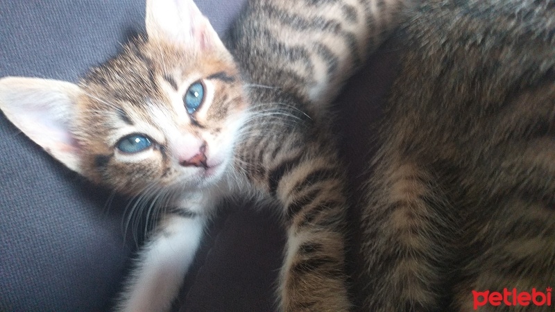 Tekir Kedi, Kedi  bayram ve sütlaç fotoğrafı