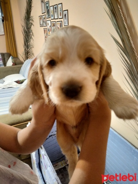 İngiliz Cocker Spaniel, Köpek  Şila fotoğrafı