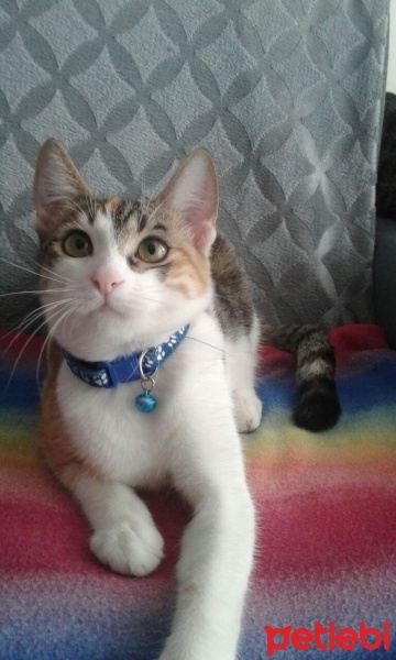 York Chocolate, Kedi  Papatya fotoğrafı