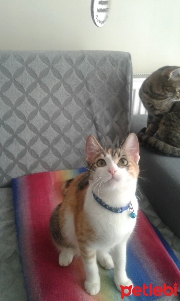 York Chocolate, Kedi  Papatya fotoğrafı
