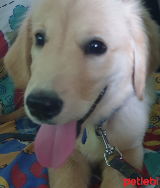 Golden Retriever, Köpek  Rex fotoğrafı