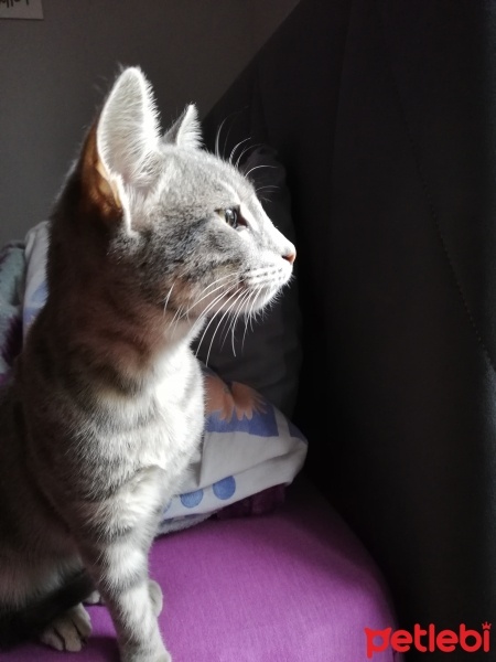 Tekir Kedi, Kedi  Asya fotoğrafı