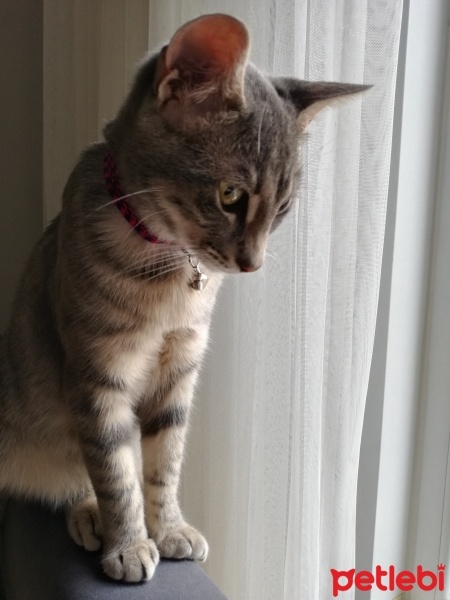Tekir Kedi, Kedi  Asya fotoğrafı
