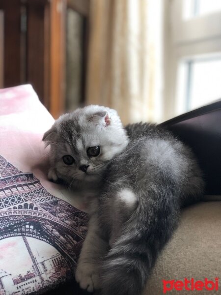 Scottish Fold, Kedi  Pişi Arslan fotoğrafı