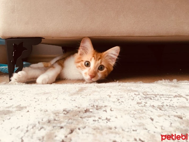 Sarman, Kedi  Balım fotoğrafı