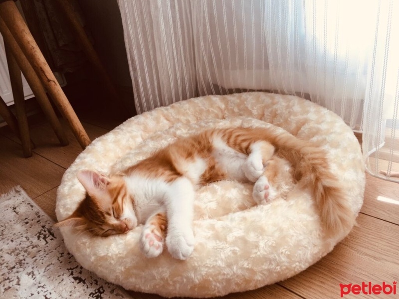 Sarman, Kedi  Balım fotoğrafı