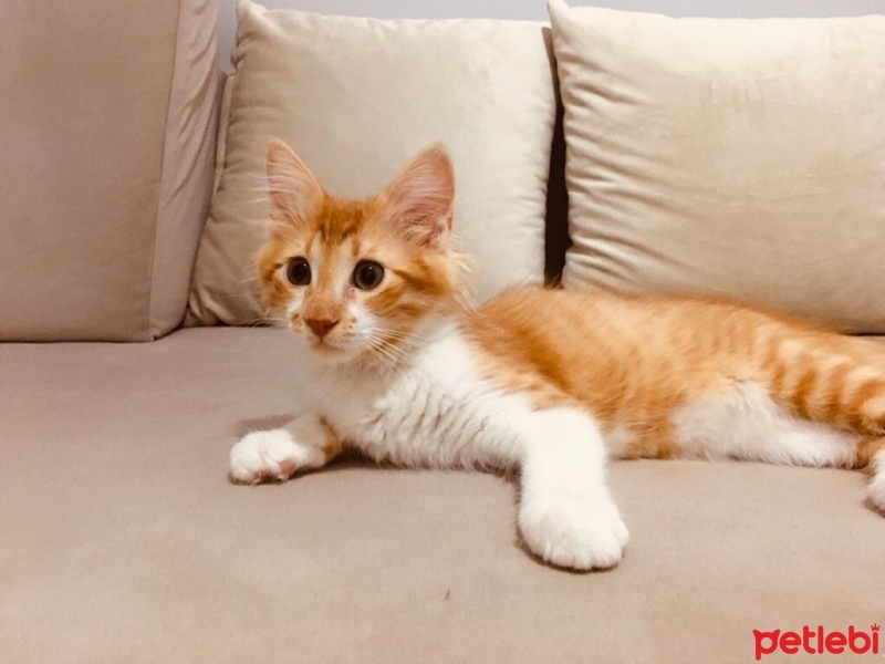 Sarman, Kedi  Balım fotoğrafı
