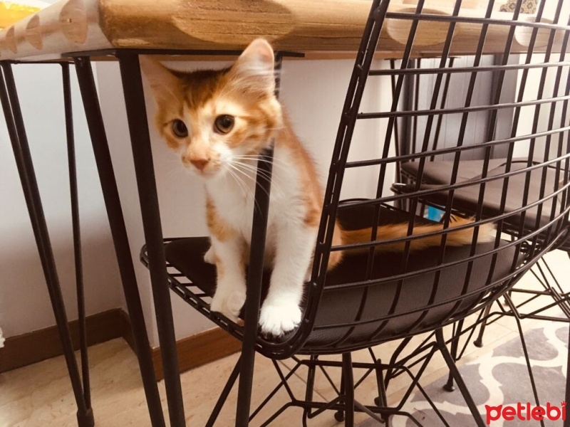 Sarman, Kedi  Balım fotoğrafı
