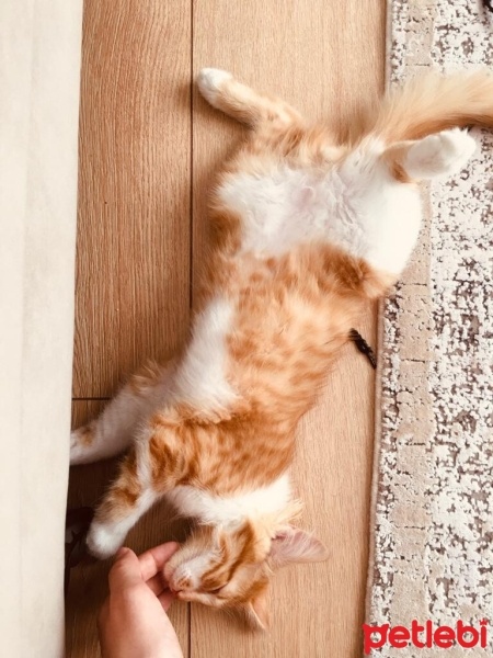 Sarman, Kedi  Balım fotoğrafı