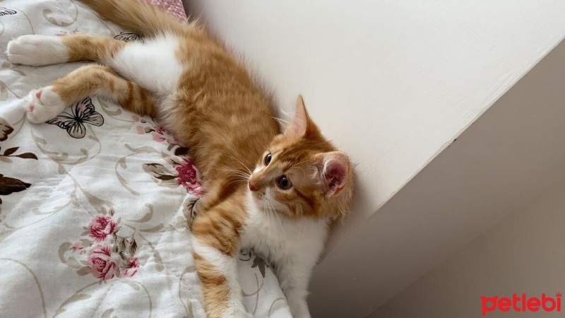Sarman, Kedi  Balım fotoğrafı