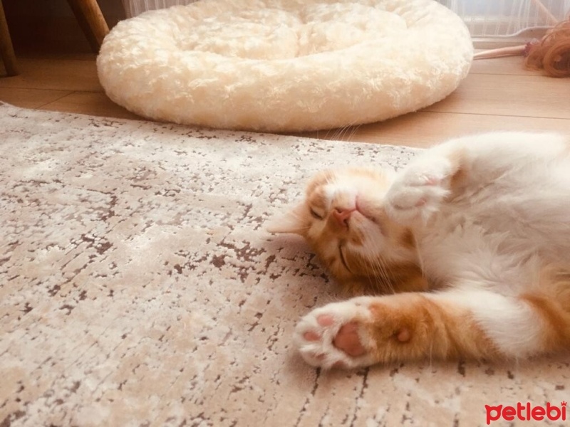 Sarman, Kedi  Balım fotoğrafı