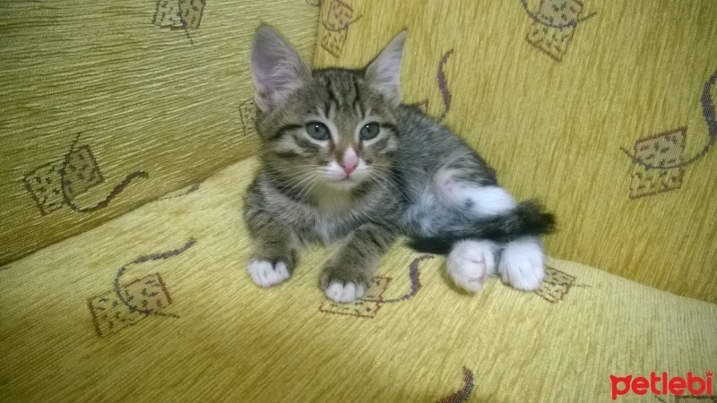 Tekir Kedi, Kedi  Zilli fotoğrafı