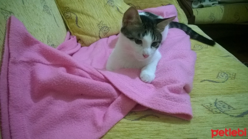 Tekir Kedi, Kedi  Zibidi fotoğrafı
