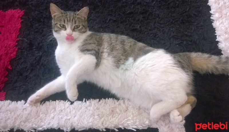 Tekir Kedi, Kedi  Boncuk fotoğrafı