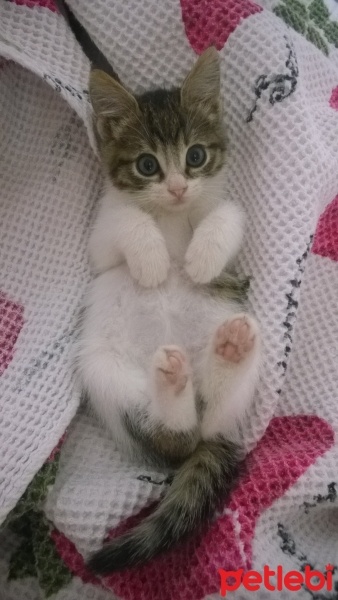 Tekir Kedi, Kedi  Boncuk fotoğrafı