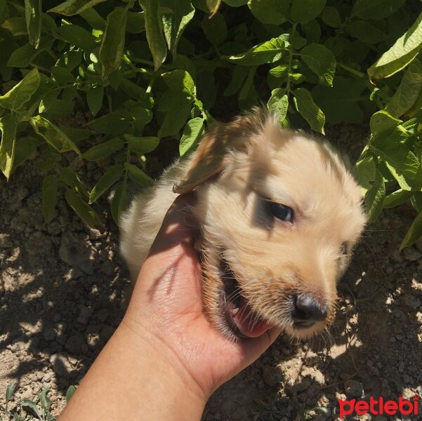 Golden Retriever, Köpek  Balım fotoğrafı