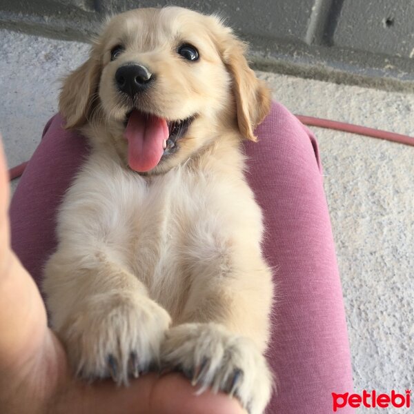 Golden Retriever, Köpek  Balım fotoğrafı