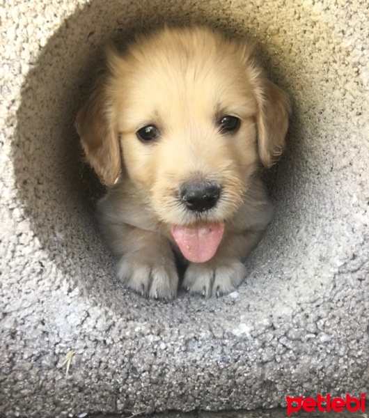 Golden Retriever, Köpek  Balım fotoğrafı