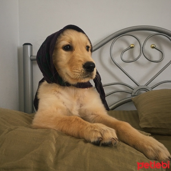 Golden Retriever, Köpek  Balım fotoğrafı