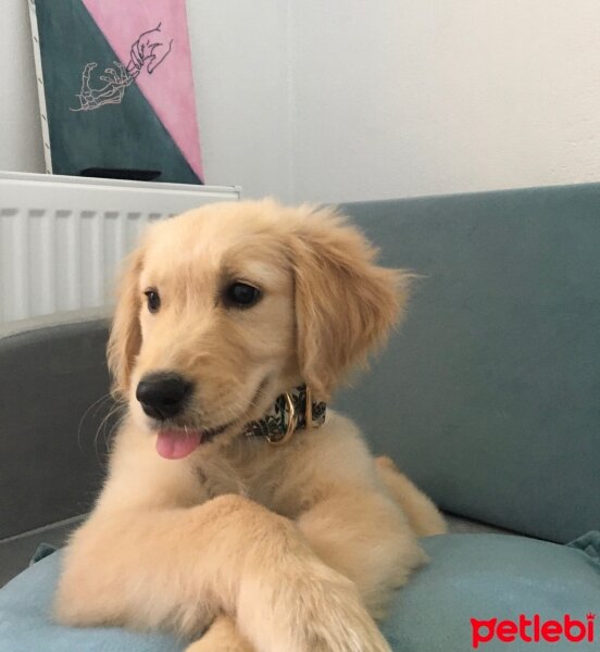 Golden Retriever, Köpek  Balım fotoğrafı