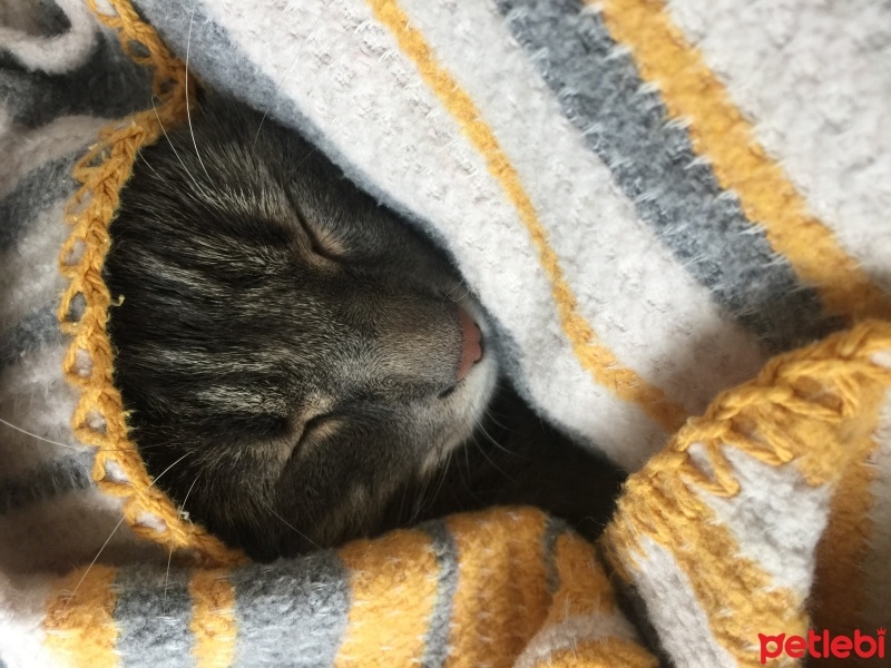 Tekir Kedi, Kedi  Eva fotoğrafı