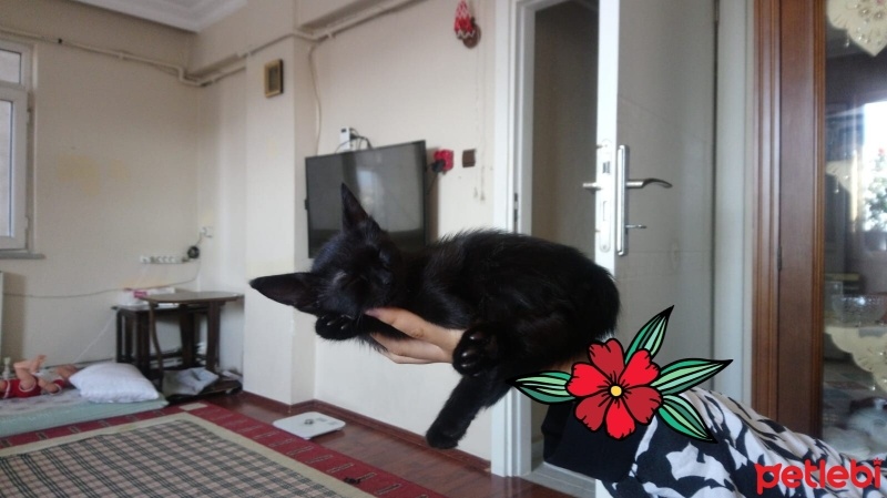 Bombay, Kedi  Zeytin fotoğrafı