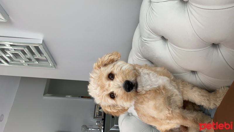 Maltese, Köpek  Papi fotoğrafı