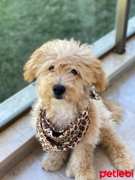 Maltese, Köpek  Papi fotoğrafı