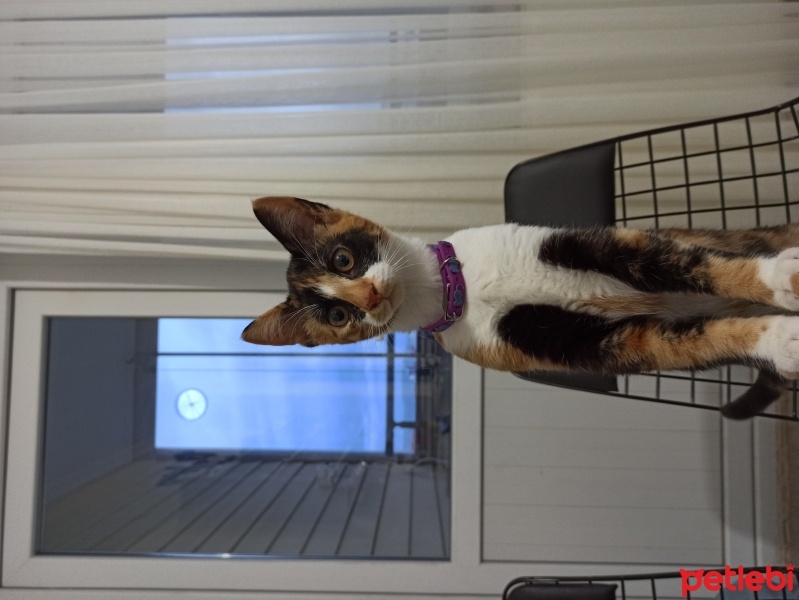 Tekir Kedi, Kedi  Suşi fotoğrafı