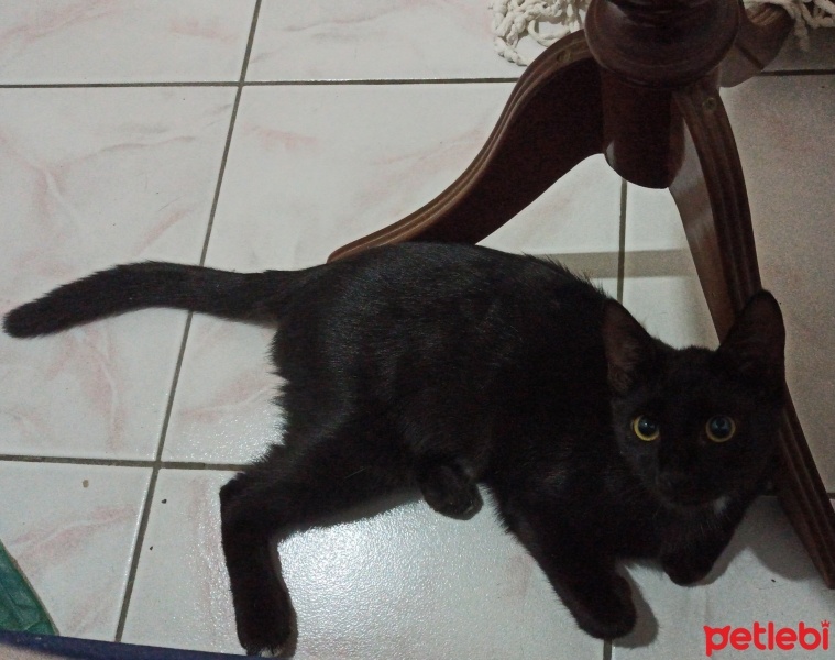 Bombay, Kedi  Tokyo fotoğrafı