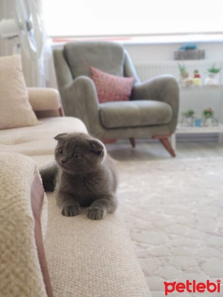 Scottish Fold, Kedi  yoda fotoğrafı