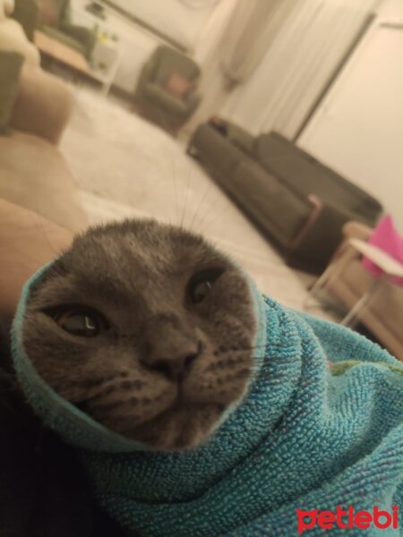 Scottish Fold, Kedi  yoda fotoğrafı