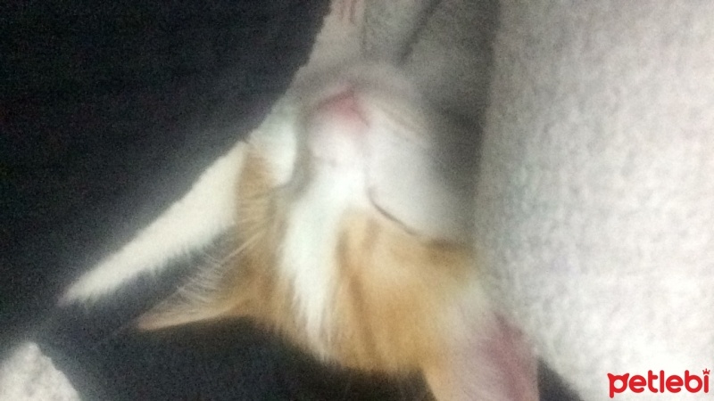 Tekir Kedi, Kedi  Uğur fotoğrafı